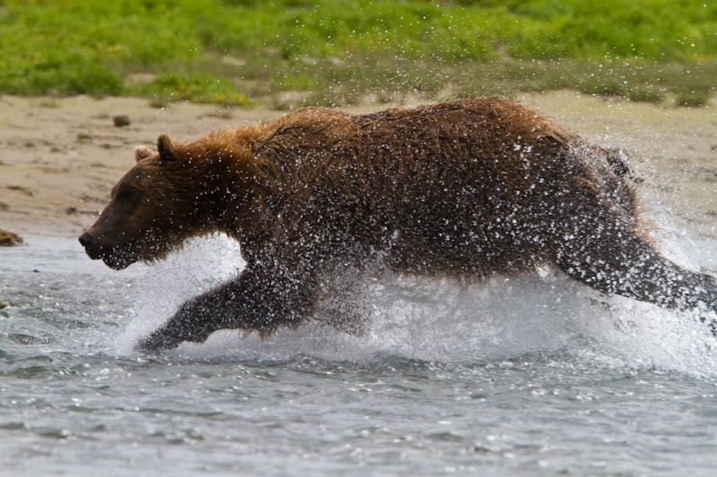 Grizzly Bears Chasing Salmon